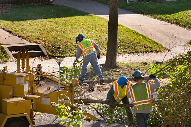 Best Arborist Services Near Me  in Glenwood, GA